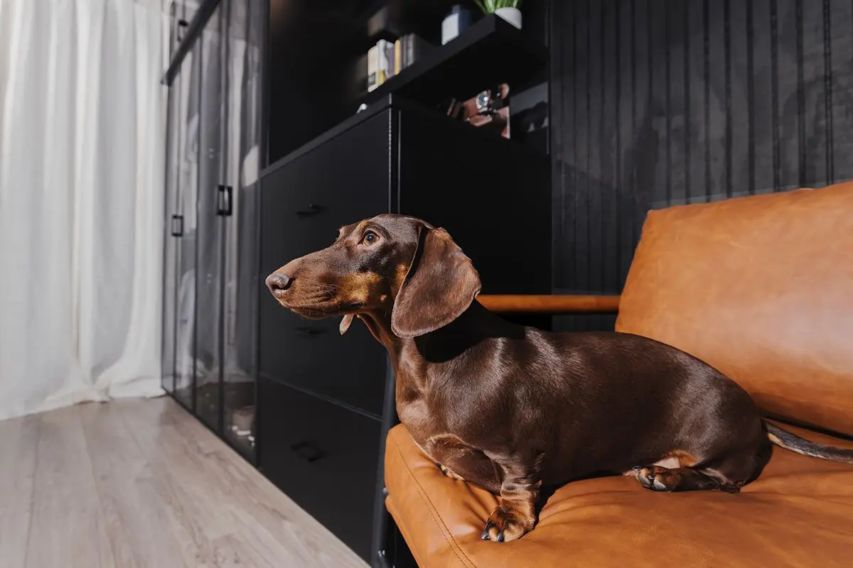 Sleek black modern wardrobe cabinets with a dachshund dog resting on a brown leather chair